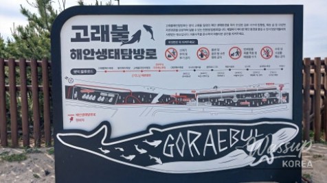 Discovering Daejin Beach: A Summer Paradise in Yeongdeok_15