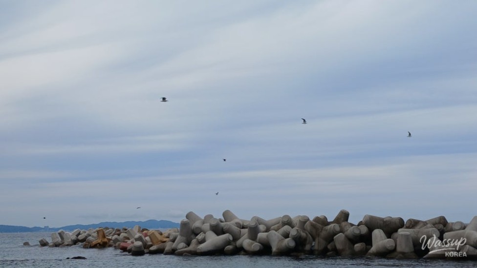 Discovering Daejin Beach: A Summer Paradise in Yeongdeok_11