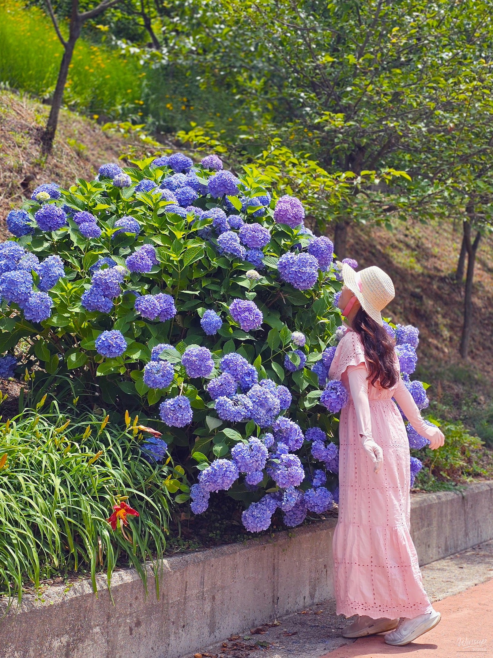 Summer in Dangjin: A Vibrant Experience at Samsun Mountain Arboretum_04