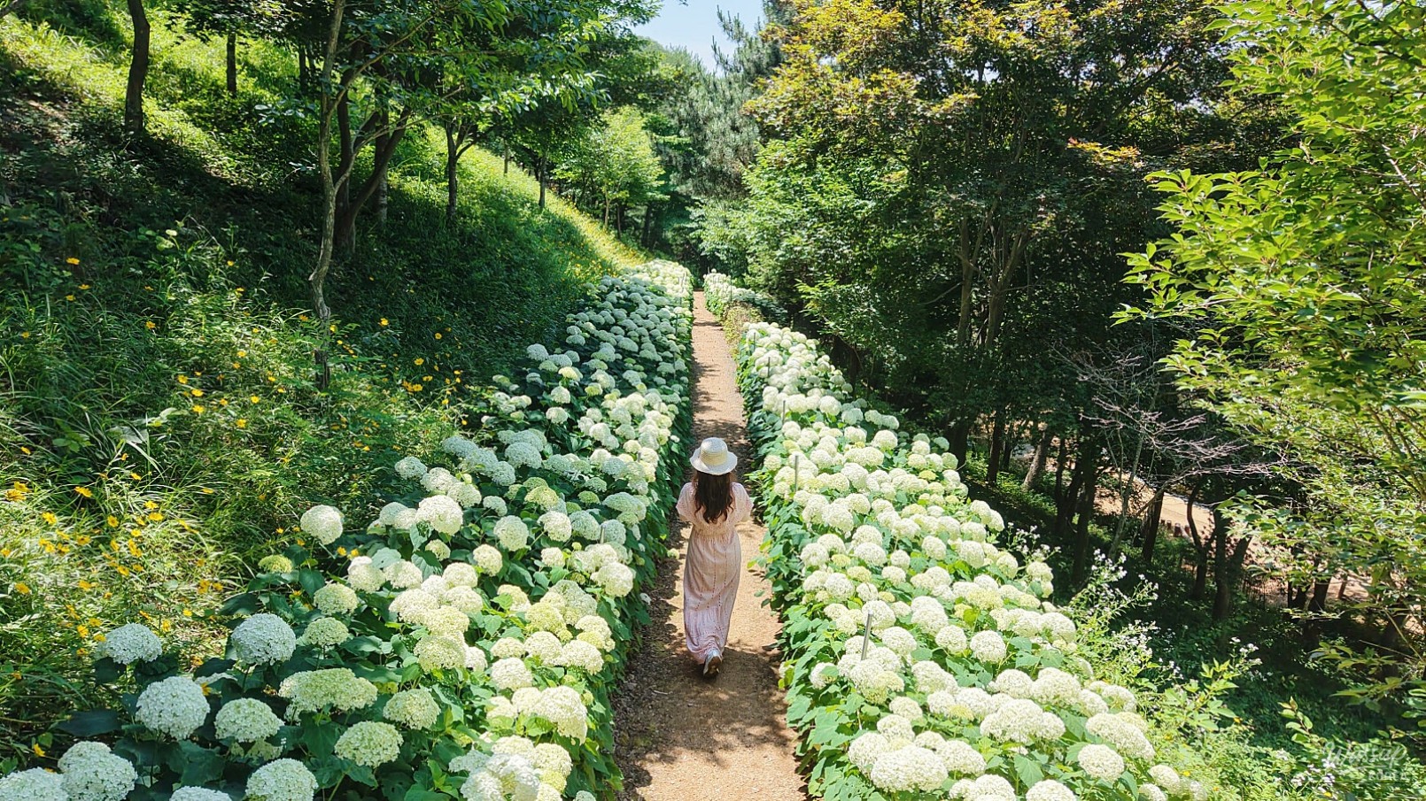 Summer in Dangjin: A Vibrant Experience at Samsun Mountain Arboretum_05