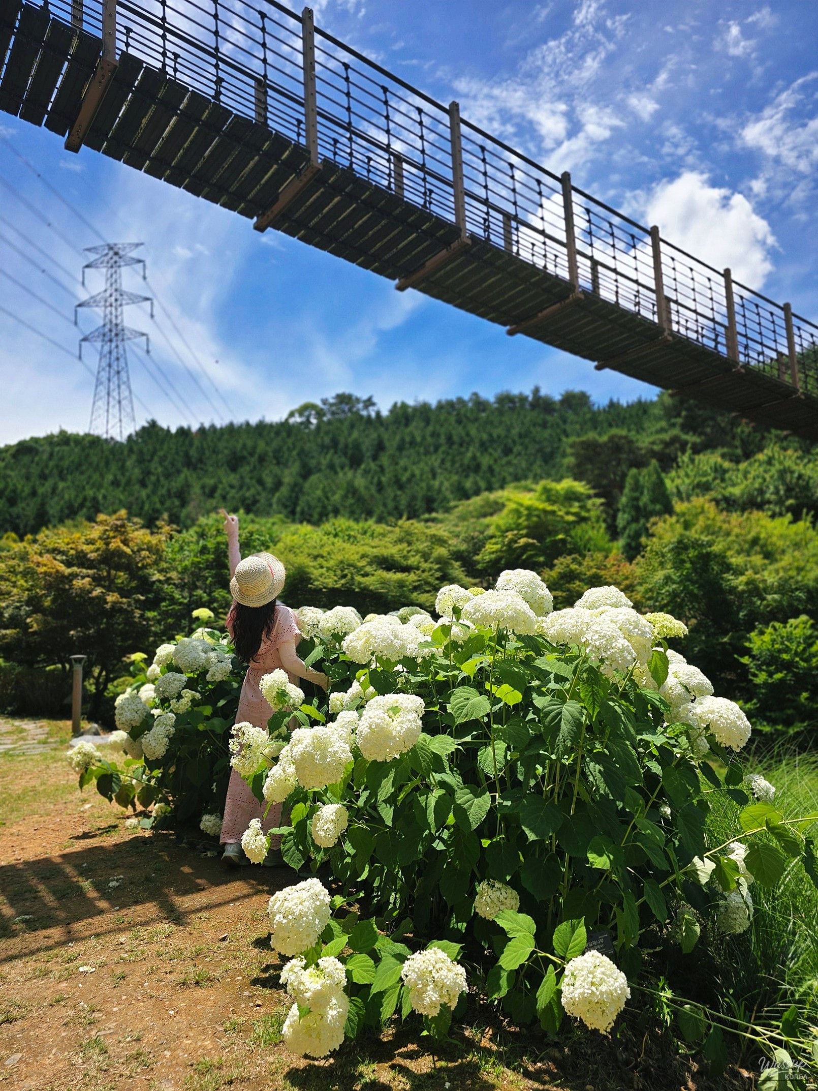 Summer in Dangjin: A Vibrant Experience at Samsun Mountain Arboretum_01