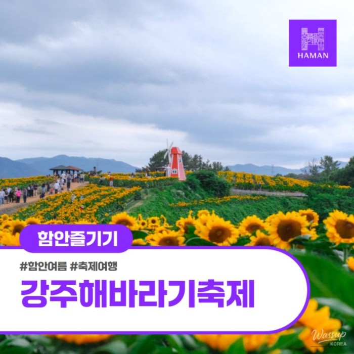 Gangju Sunflower Festival: A Summer Delight2107