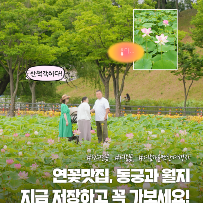 Explore the Beauty of Gyeongju's Lotus Flowers4453