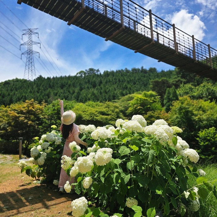 Summer in Dangjin: A Vibrant Experience at Samsun Mountain Arboretum4461
