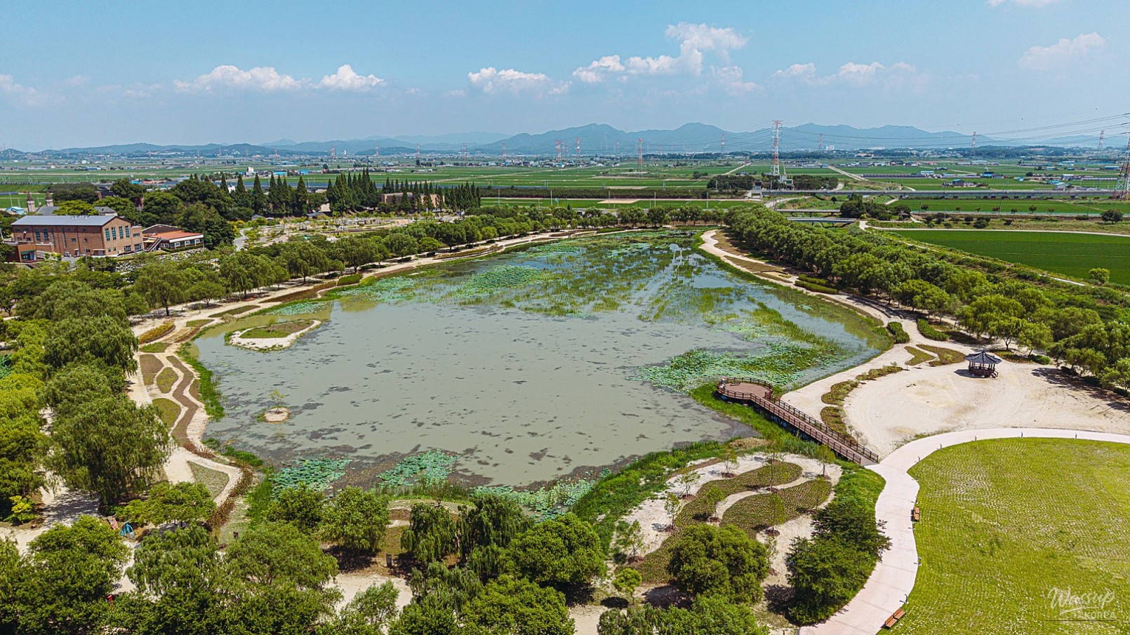 The Beauty of Lotus Flowers at Haddeok Reservoir Park_02
