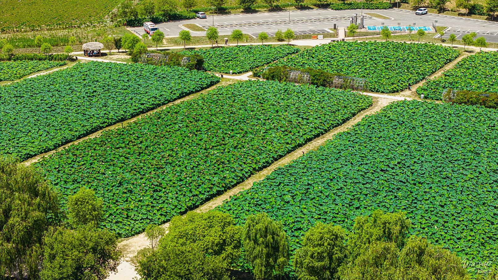 The Beauty of Lotus Flowers at Haddeok Reservoir Park_01