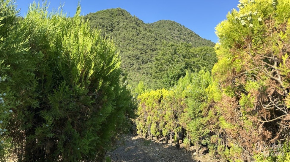 Exploring the Beauty of Seongbulsan Natural Recreation Forest_05