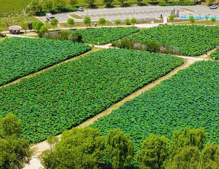 The Beauty of Lotus Flowers at Haddeok Reservoir Park float