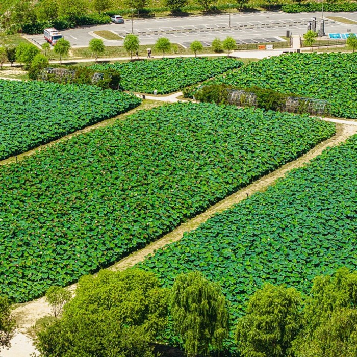 The Beauty of Lotus Flowers at Haddeok Reservoir Park4467