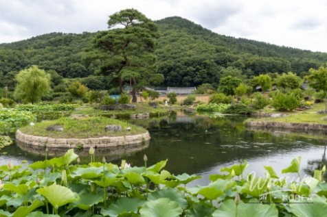 Summer Flower Destinations in Daegu_05