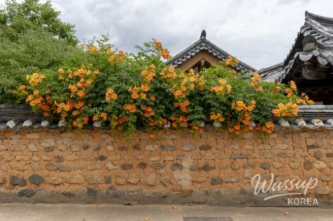 Summer Flower Destinations in Daegu_03