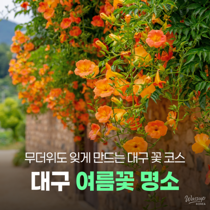 Summer Flower Destinations in Daegu2128