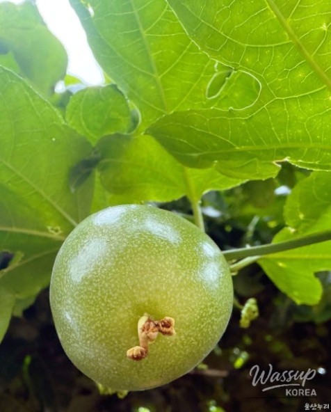 Healing Agriculture at Green Star Farm in Ulsan_03
