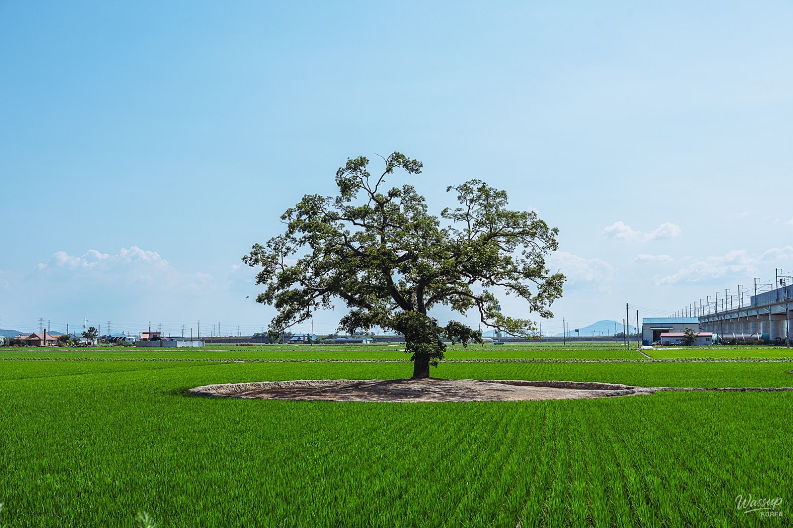 The Serene Beauty of Ugang-myeon’s Zelkova Tree_01