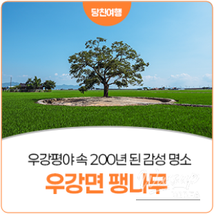 The Serene Beauty of Ugang-myeon’s Zelkova Tree_15