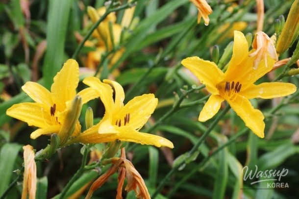 Experience the Beauty of Hongdo Island: 2026 Hongdo Daylily Festival_03