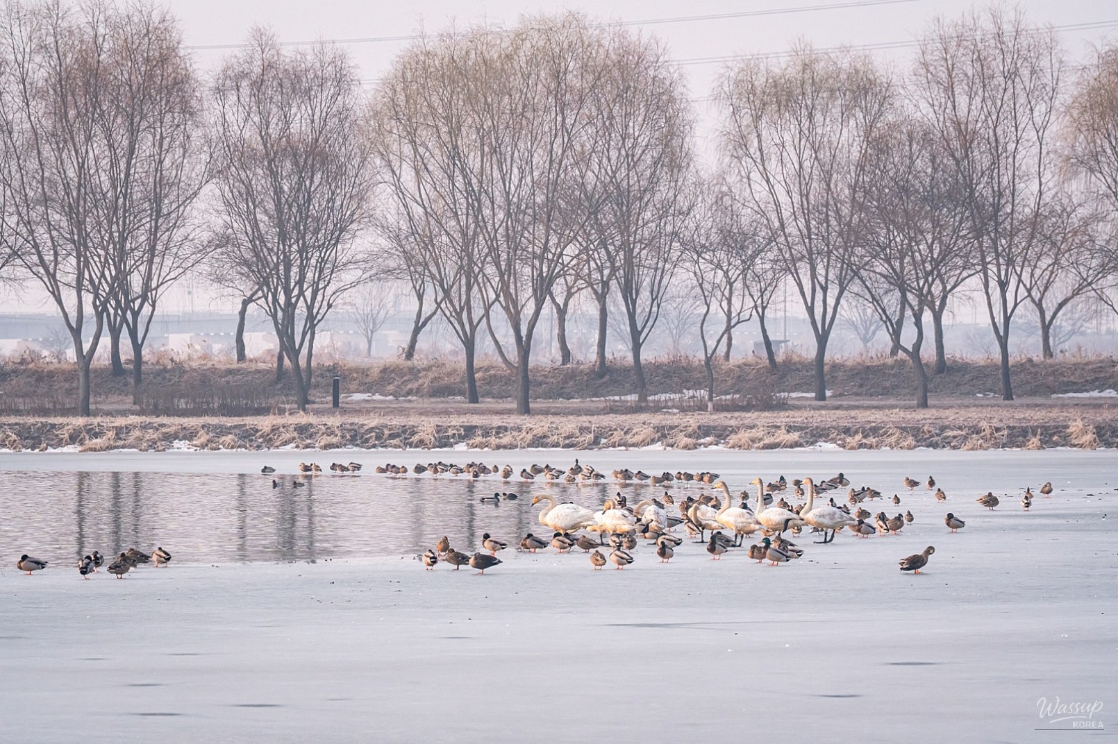 The Beauty of Haddukje and the Upcoming Lotus Festival_05