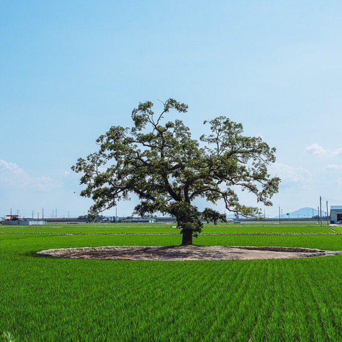The Serene Beauty of Ugang-myeon’s Zelkova Tree4512