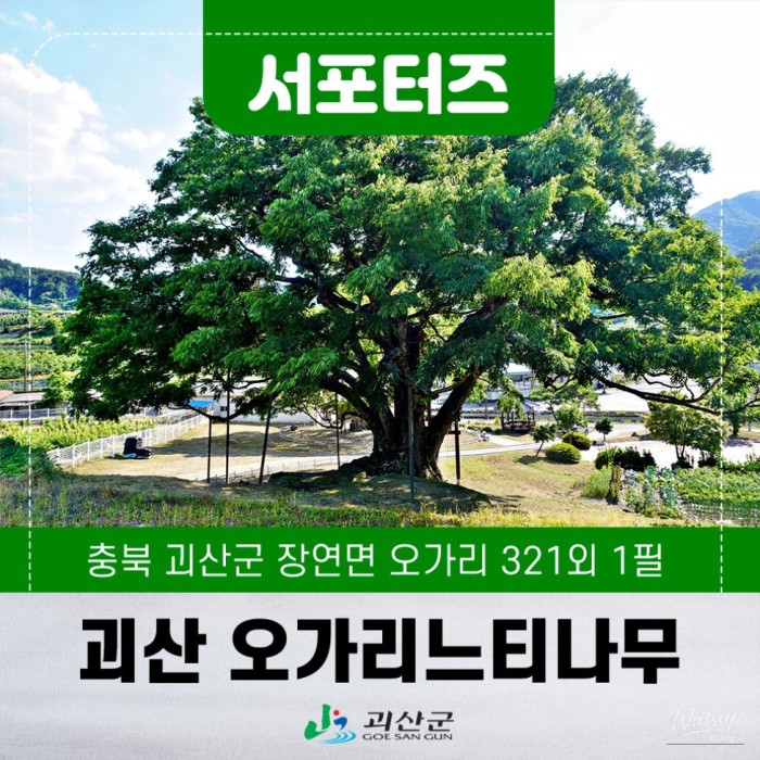 The Ancient Zelkova Tree of Ogari, Goesan4514