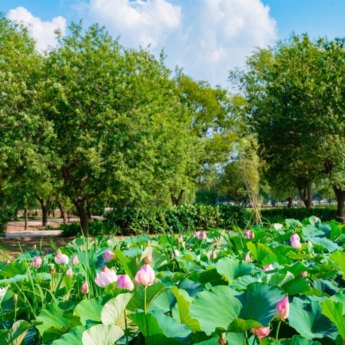 The Beauty of Haddukje and the Upcoming Lotus Festival4527