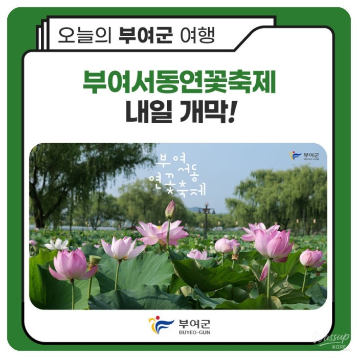 24th Buyeo Seodong Lotus Festival: A Summer to Remember4523