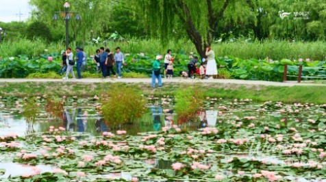 Opening of the Buyeo Seodong Lotus Festival! Dive into the Experience!_02