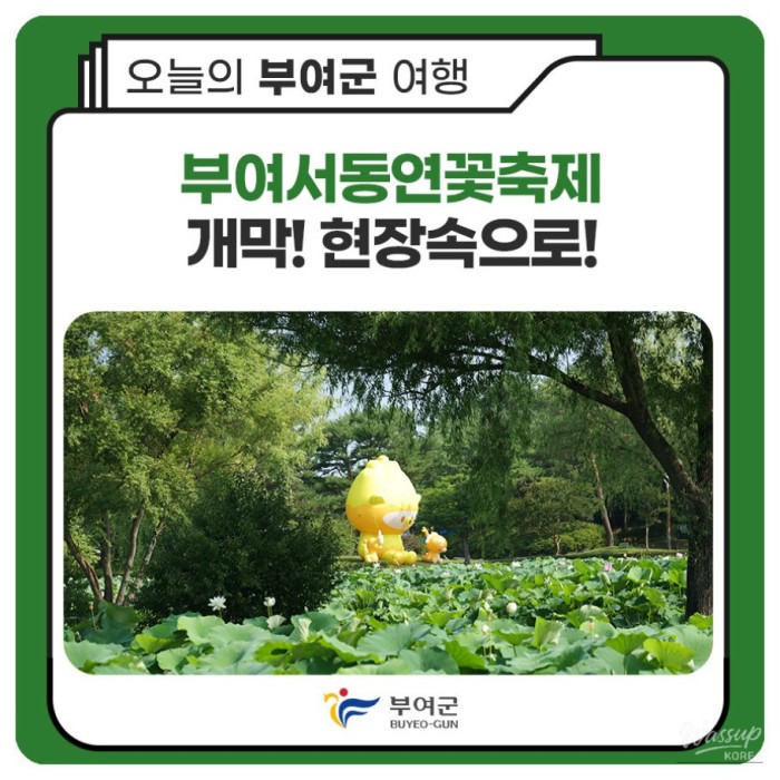 Opening of the Buyeo Seodong Lotus Festival! Dive into the Experience!4534