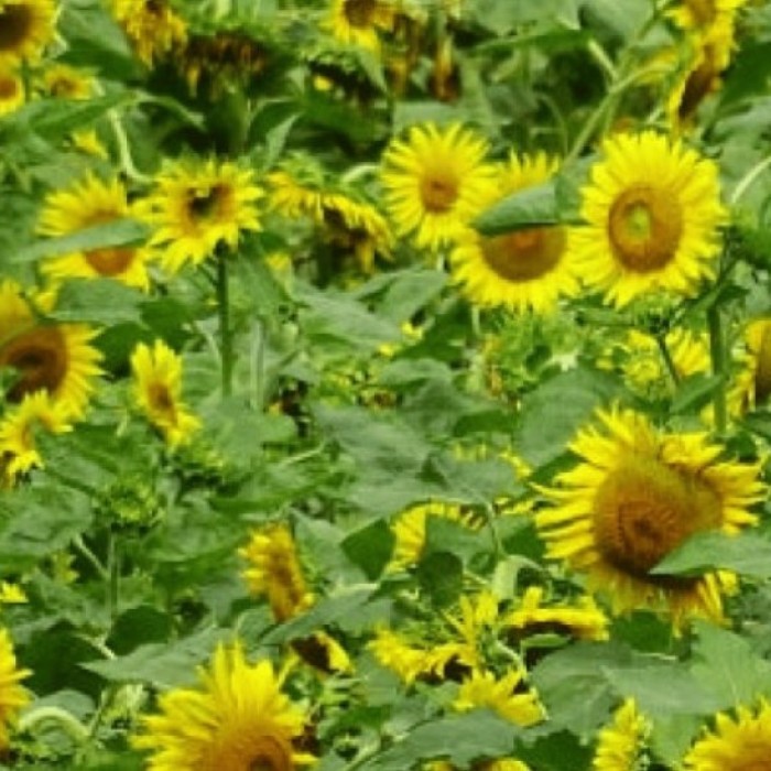 Explore the Golden Flower Fields of Guwau Village This Summer4542