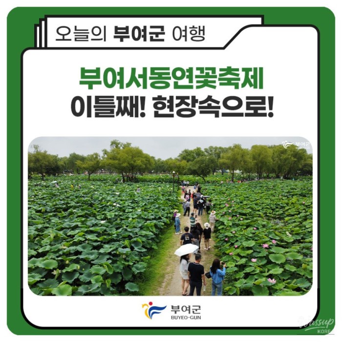 Buyeo Seodong Lotus Festival - Day 2!4550