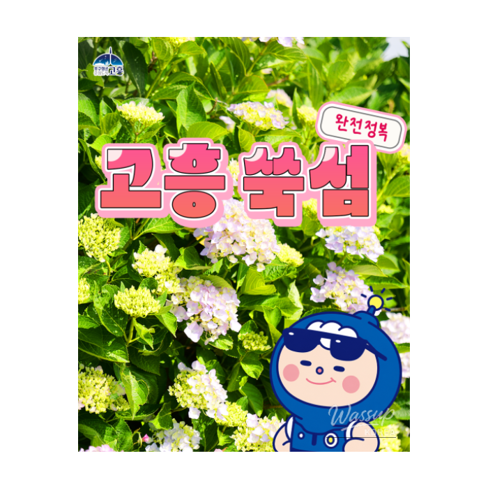 The Beauty of Hydrangeas on Suksom Island1450