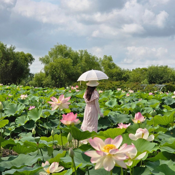 Exploring the Lotus Flower Attractions in Dangjin4574