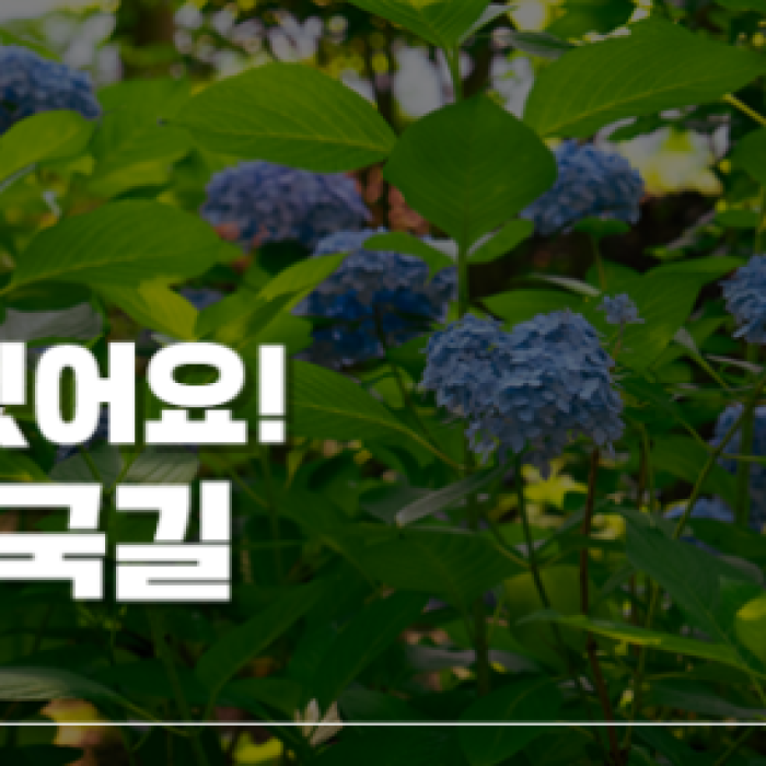 Summer Hydrangea Path in Gimje2171