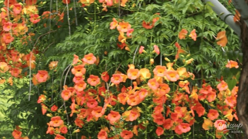 Explore the Vibrant Beauty of Bucheon Central Park_02