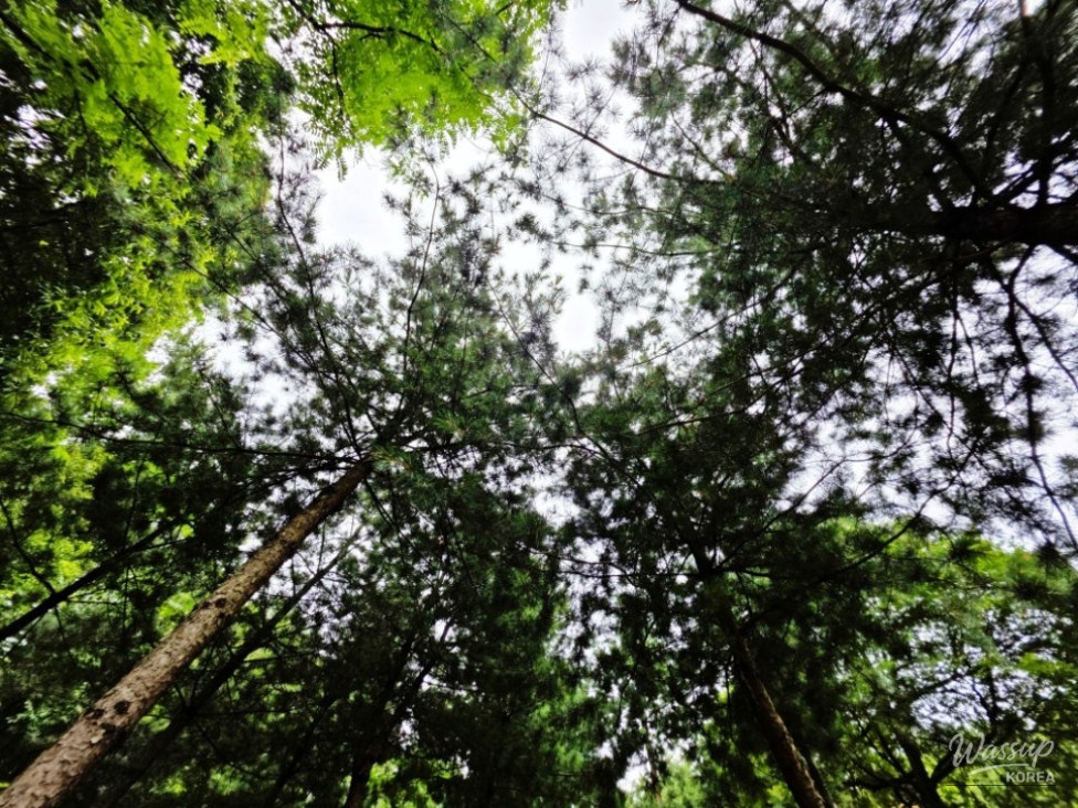 Discovering the Healing Forest of Jaiil in Uijeongbu_05
