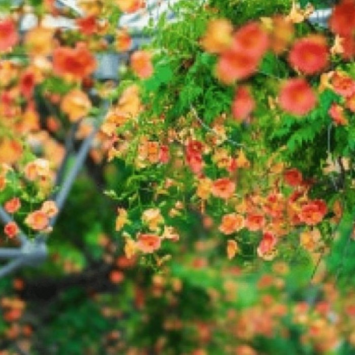 Explore the Vibrant Beauty of Bucheon Central Park_01