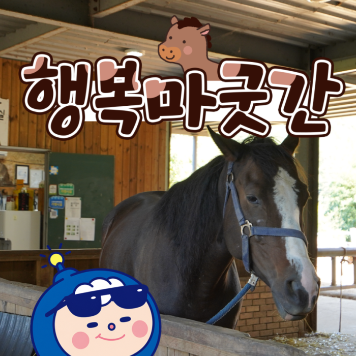 Discover the Joy of Horse Riding at Goheung Happy Stable1466