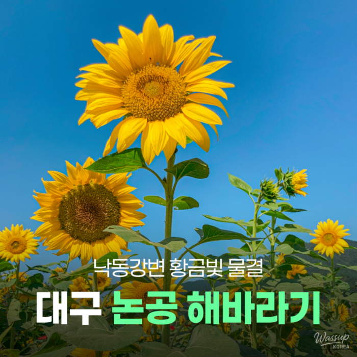 Discovering the Sunflower Fields of Daegu2229