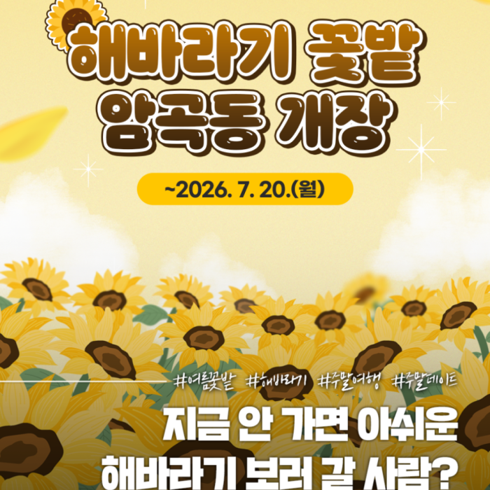 Explore the Sunflower Fields in Gyeongju4651