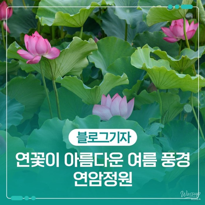 Exploring the Beauty of Yeonam Garden in Summer2238