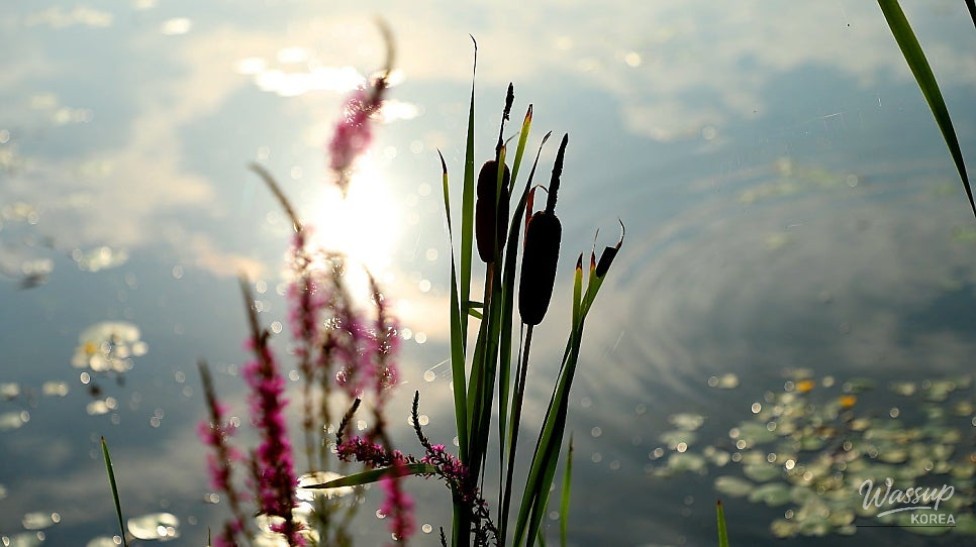 Exploring the Beauty of Sejong Lake Park in Summer_04