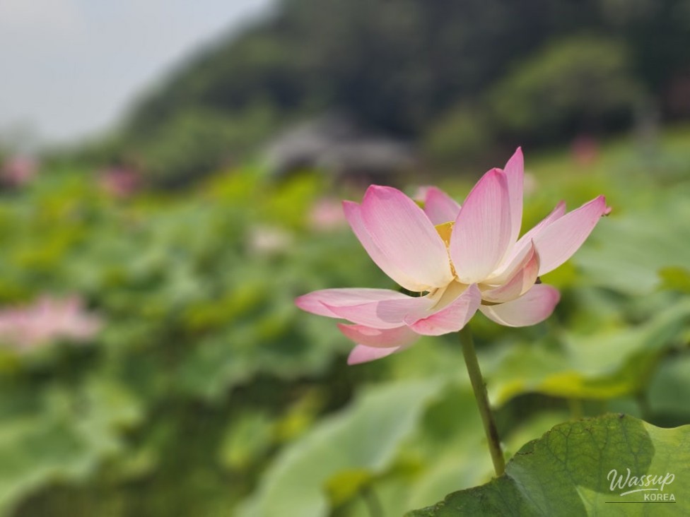 Exploring the Lotus Blossom at Bongnyeonam Temple in Wanju_12
