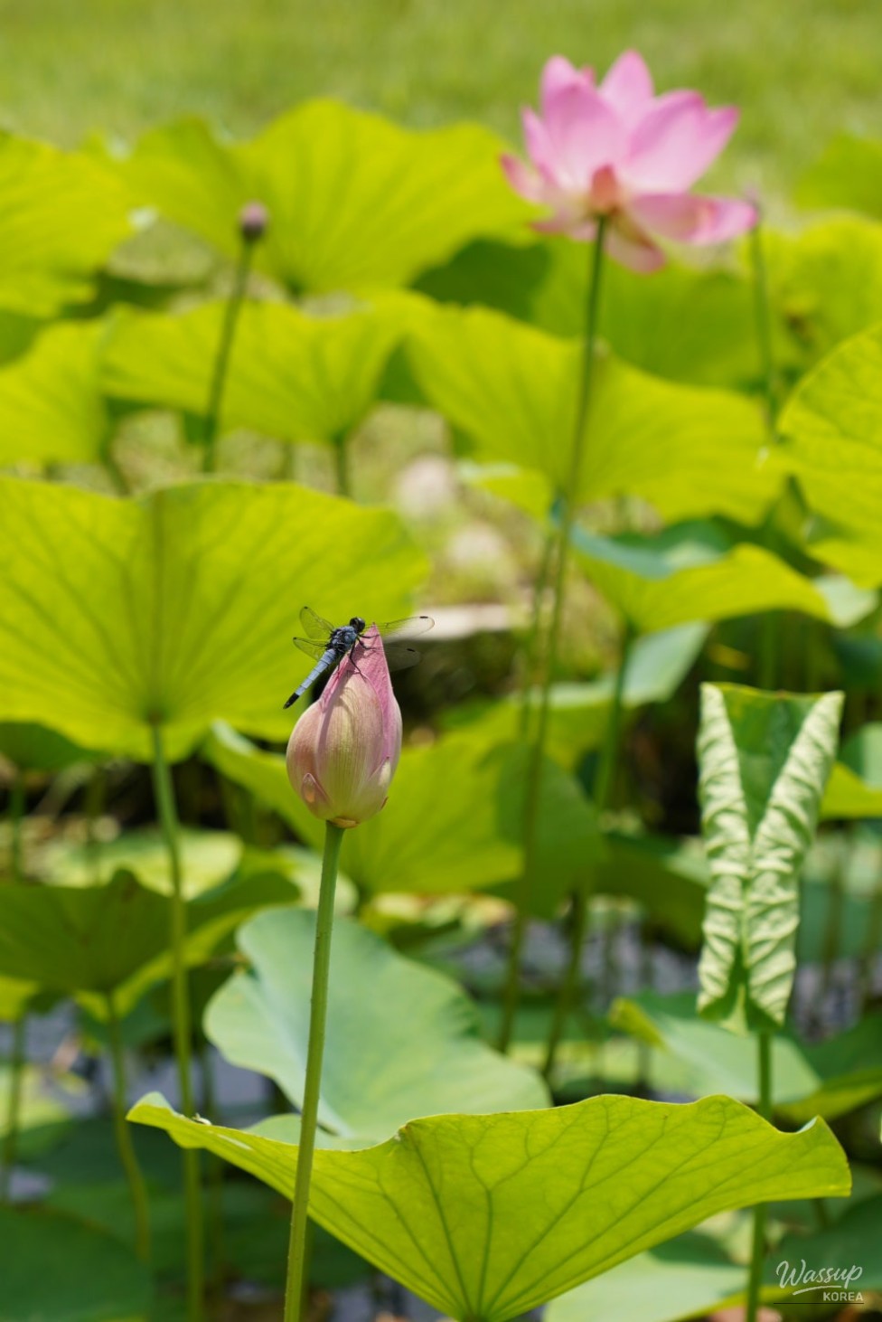 Exploring the Lotus Blossom at Bongnyeonam Temple in Wanju_06
