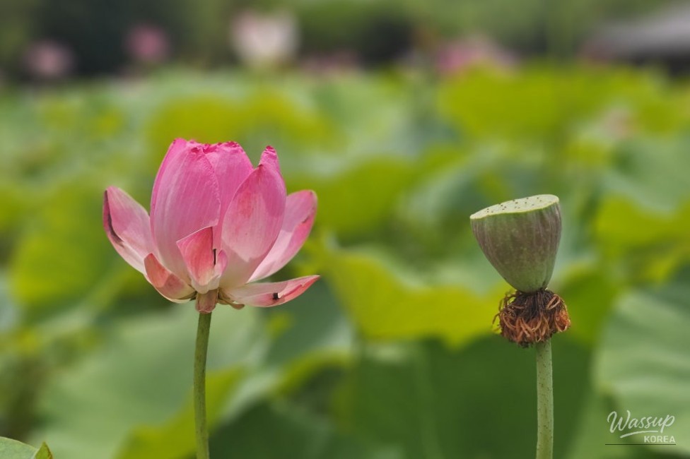 Exploring the Lotus Blossom at Bongnyeonam Temple in Wanju_16