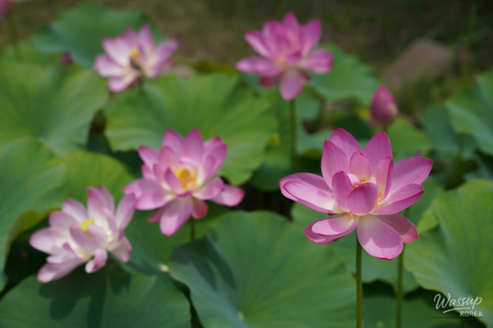Exploring the Lotus Blossom at Bongnyeonam Temple in Wanju_05