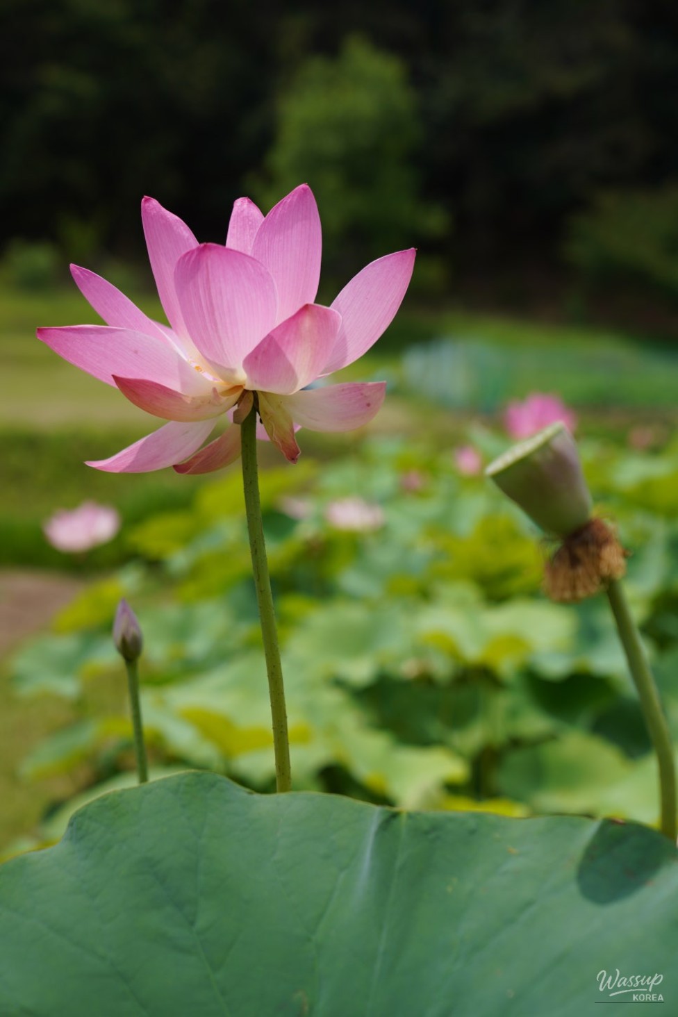 Exploring the Lotus Blossom at Bongnyeonam Temple in Wanju_17
