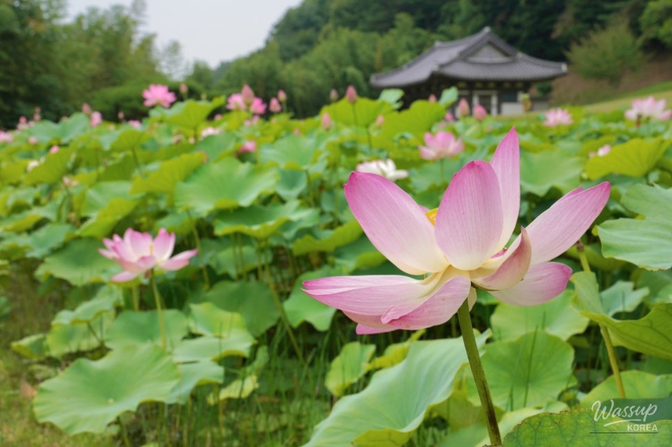 Exploring the Lotus Blossom at Bongnyeonam Temple in Wanju_09