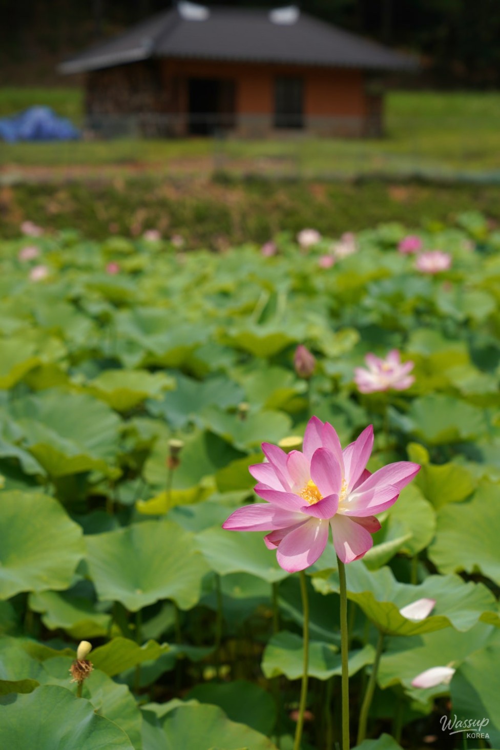 Exploring the Lotus Blossom at Bongnyeonam Temple in Wanju_15