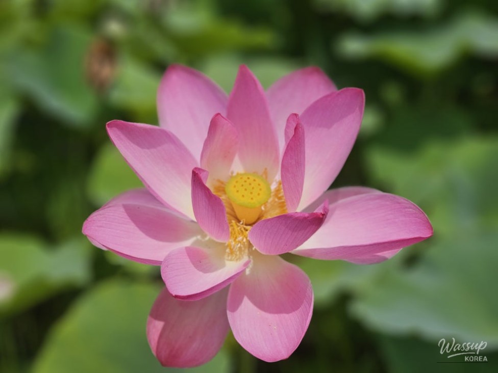 Exploring the Lotus Blossom at Bongnyeonam Temple in Wanju_11