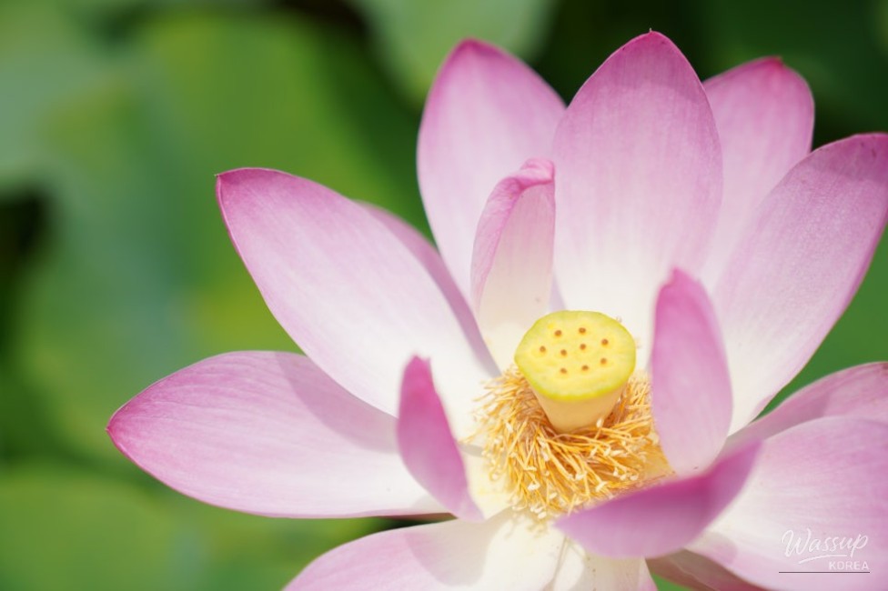 Exploring the Lotus Blossom at Bongnyeonam Temple in Wanju_13