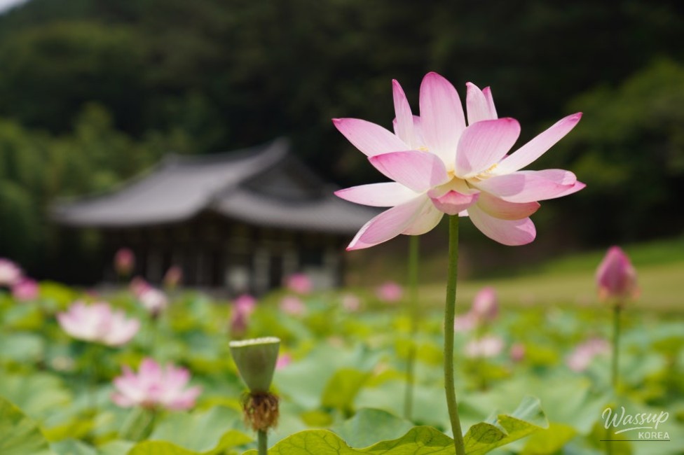 Exploring the Lotus Blossom at Bongnyeonam Temple in Wanju_02